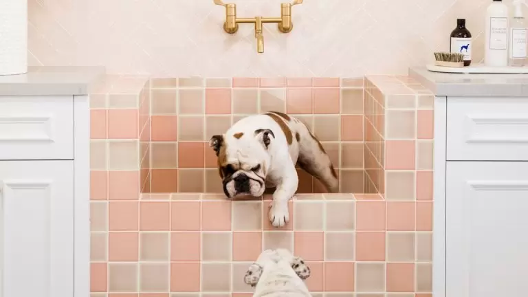 Bulldog In Shower