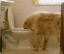 Dog Drinking Out Of Toilet