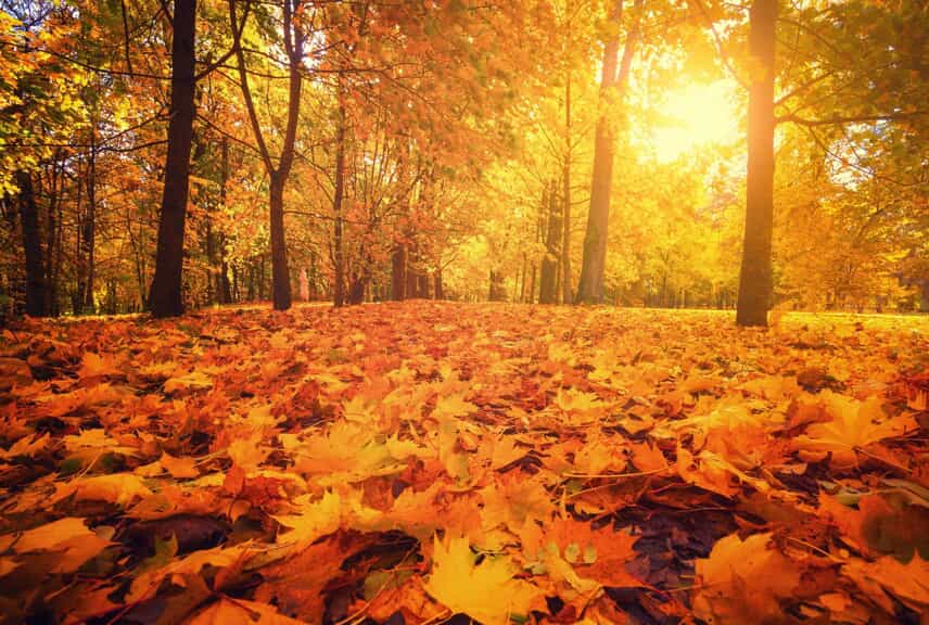 Fall.2103250755484