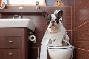 french bulldog sitting on toilet home 300x200 1 plumbing tips for pet safety