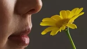 Smell Daisy