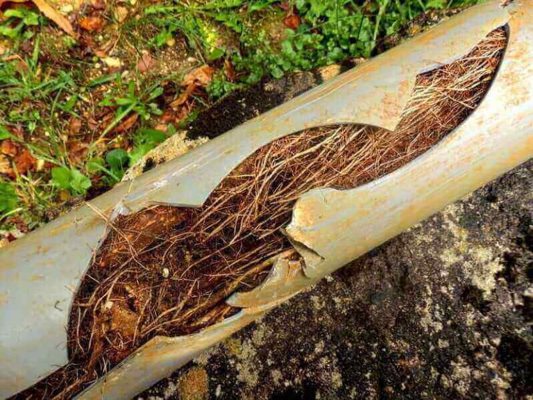 Tree Roots In Pipes