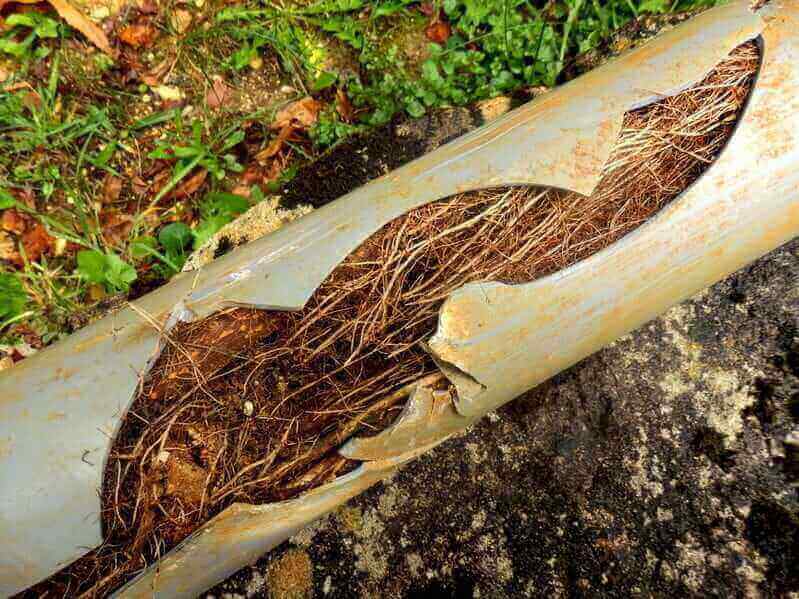 Tree Roots In Pipes